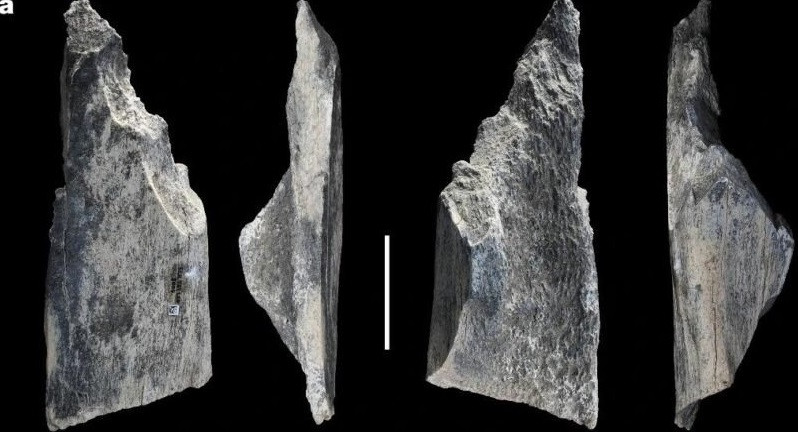 Những công cụ làm từ xương voi và hà mã có những dấu vết về việc chúng được chạm khắc, mài sắc có chủ đích. Ảnh: I. de la Torre et al., Nature (2025).