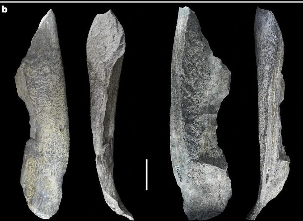 Điều này cho thấy con người thời kỳ đầu có "nhận thức phức tạp hơn" so với suy nghĩ trước đây. Đồng thời, họ có khả năng chuyển các kỹ năng chế tạo công cụ bằng đá sang xương sớm hơn ước tính trước đó. Ảnh: I. de la Torre et al., Nature (2025).