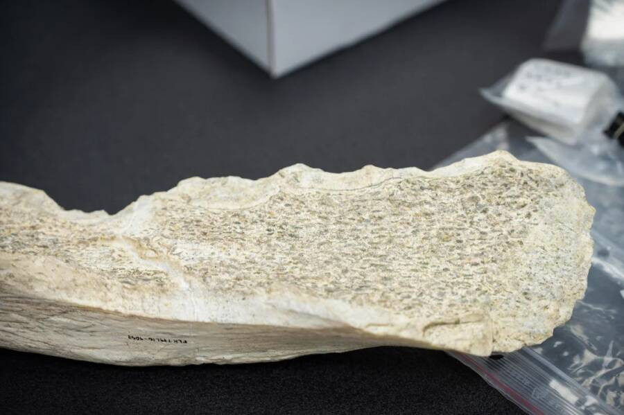 Trong nghiên cứu mới công bố của các nhà khảo cổ học thuộc Hội đồng Nghiên cứu Quốc gia Tây Ban Nha, việc tìm thấy những công cụ bằng xương động vật có niên đại khoảng 1,5 triệu năm tuổi ở Hẻm núi Olduvai, Tanzania đã làm thay đổi hiểu biết của chúng ta về lịch sử loài người trong thời kỳ đầu. Ảnh: CSIC.