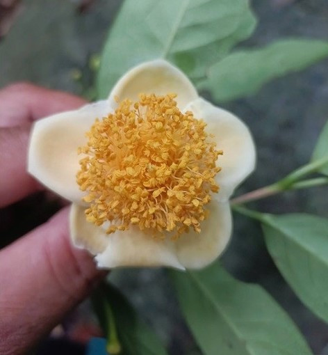 Trà mi hoa vàng quý hiếm vừa được tìm thấy ở Ninh Thuận Tra mi hoa vang quy hiem vua duoc tim thay o Ninh Thuan