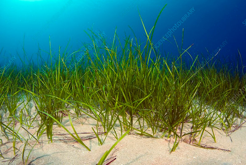 Ngày nay, những cánh đồng cỏ biển trải rộng khắp đại dương. Chúng có thể sống rất lâu. Vào năm 2024, cỏ biển sống lâu nhất thế giới được ghi nhận ước tính đã 1.400 tuổi. Ảnh: sciencephoto.