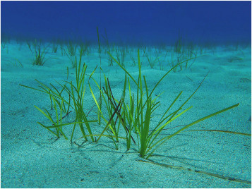 Hoa cỏ biển rất đẹp. Một số trông giống hoa trên cạn. Các nhà khoa học từng cho rằng, sự thụ phấn dưới nước chỉ đạt được thông qua những dòng hải lưu. Thế nhưng, giờ đây, họ biết rằng điều này không hoàn toàn chính xác. Ảnh: sciencedirect.