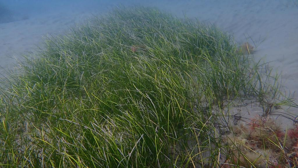 "Chúng cải thiện độ trong của nước, ổn định bờ biển và lưu trữ carbon, đồng thời cung cấp thức ăn và nơi trú ẩn cho một cộng đồng động vật đa dạng", nhóm nghiên cứu cho hay. Ảnh: inaturalist.