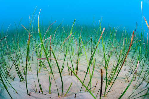 Cỏ biển vẫn có thể thụ phấn nhờ dòng hải lưu nhưng những con "ong đại dương" có thể thúc đẩy cỏ biển phát triển. Hệ sinh thái cỏ biển vô cùng hữu ích. Ảnh: inaturalist.