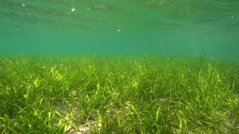 Năm 2016, một nghiên cứu công bố trên tạp chí Nature Communications cung cấp bằng chứng thực nghiệm cho thấy, hoa biển có thể được động vật không xương sống thụ phấn. Giống như ong trên cạn, động vật giáp xác tí hon và giun biển cũng hoạt động giữa những bông hoa của loài cỏ biển Thalassia testudinum. Ảnh: pond5.