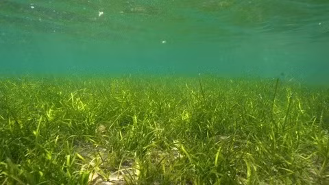 Năm 2016, một nghiên cứu công bố trên tạp chí Nature Communications cung cấp bằng chứng thực nghiệm cho thấy, hoa biển có thể được động vật không xương sống thụ phấn. Giống như ong trên cạn, động vật giáp xác tí hon và giun biển cũng hoạt động giữa những bông hoa của loài cỏ biển Thalassia testudinum. Ảnh: pond5.