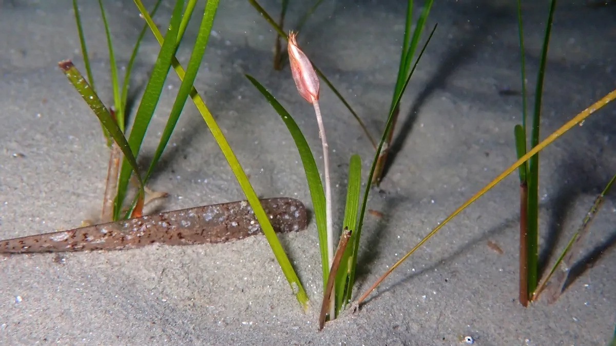 Trên đất liền, hoa mọc ở khắp nơi. Tuy nhiên, ở dưới đại dương, chỉ duy nhất một loài thực vật có hoa và chúng cần được thụ phấn. Đó là cỏ biển Neptune (Cymodocea nodosa). Hoa của chúng đã thích nghi để thực hiện chức năng của mọi loài hoa khác trên cạn nhưng gặp khó khăn hơn khi ở dưới nước. Ảnh: Sylvain Le Bris, CC BY-SA 4.0, Wikimedia Commons.