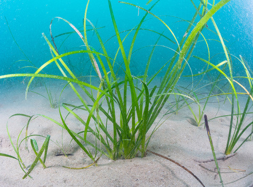 Cỏ biển chỉ phát triển ở độ sâu nhất định, giống như tổ tiên trên cạn, dựa vào quang hợp để tồn tại. Chúng thường trông giống như cỏ xanh với rễ cắm xuống đáy biển nhưng thỉnh thoảng một số loài cỏ biển sẽ nở hoa. Ảnh: inaturalist.