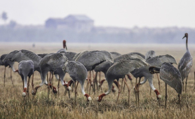 Theo kế hoạch, trong 10 năm, tỉnh Đồng Tháp nhận 60 con sếu đầu đỏ do phía Thái Lan chuyển giao và đồng ý bù đắp phí tổn 1,2 triệu USD (gần 30 tỷ đồng) để nước bạn nuôi sếu, tập huấn cán bộ, cử chuyên gia sang kiểm tra, hỗ trợ. Đề án đặt mục tiêu thả 100 sếu ra tự nhiên, tỷ lệ sống sót là 50%. Ảnh: Znews.