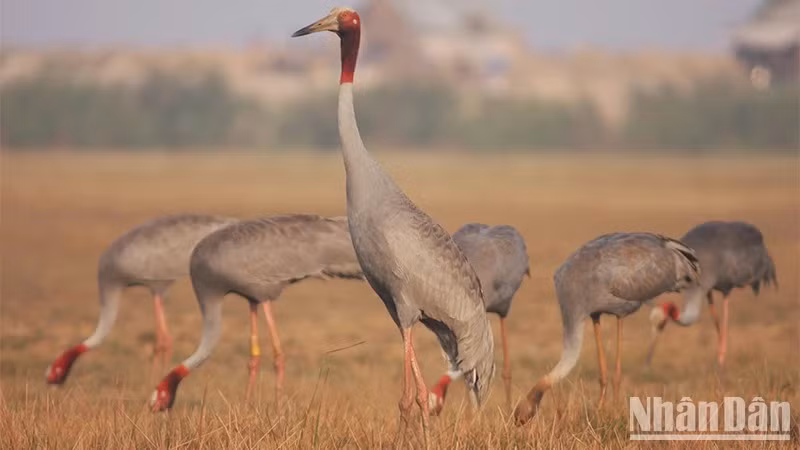 Trên đây là 2 trong số những lần sếu đầu đỏ được ghi nhận bay về Việt Nam. Loài chim quý hiếm này thường bay từ Campuchia về nước ta để kiếm ăn, trú ngụ từ tháng 12 đến tháng 4 năm sau mới rời đi. Ảnh: Nhân dân.