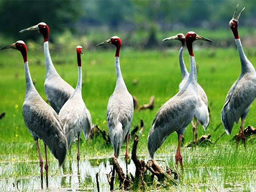 Bên cạnh đó, đẩy mạnh truyền thông nhằm nâng cao nhận thức của cộng đồng trong nước và quốc tế, hiểu đúng và đầy đủ về các giá trị mà chương trình bảo tồn, phát triển sếu đầu đỏ tại Vườn quốc gia Tràm Chim mang lại. Ảnh: TĂNG A PẨU/Người lao động.