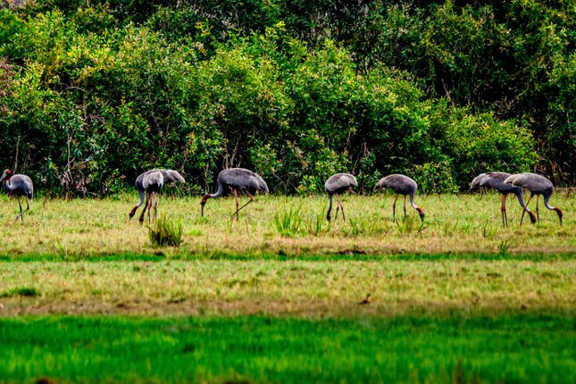 Gần đây nhất, vào ngày 16/3/2025, lực lượng cán bộ bảo tồn cùng nhóm nhiếp ảnh đã ghi nhận 23 cá thể sếu đầu đỏ trở về Khu bảo tồn loài - sinh cảnh Phú Mỹ (tỉnh Kiên Giang). Đây là đàn sếu trưởng thành, mỗi cá thể có trọng lượng từ 7 - 10 kg. Ảnh: Tiền phong.