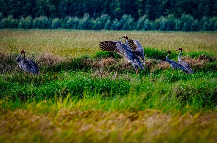 Trước đó, nhân viên kiểm lâm phát hiện 7 con sếu đầu đỏ bay về Vườn quốc gia Tràm Chim vào sáng ngày 26/12/2024. Ảnh: Khu bảo tồn Phú Mỹ cung cấp.