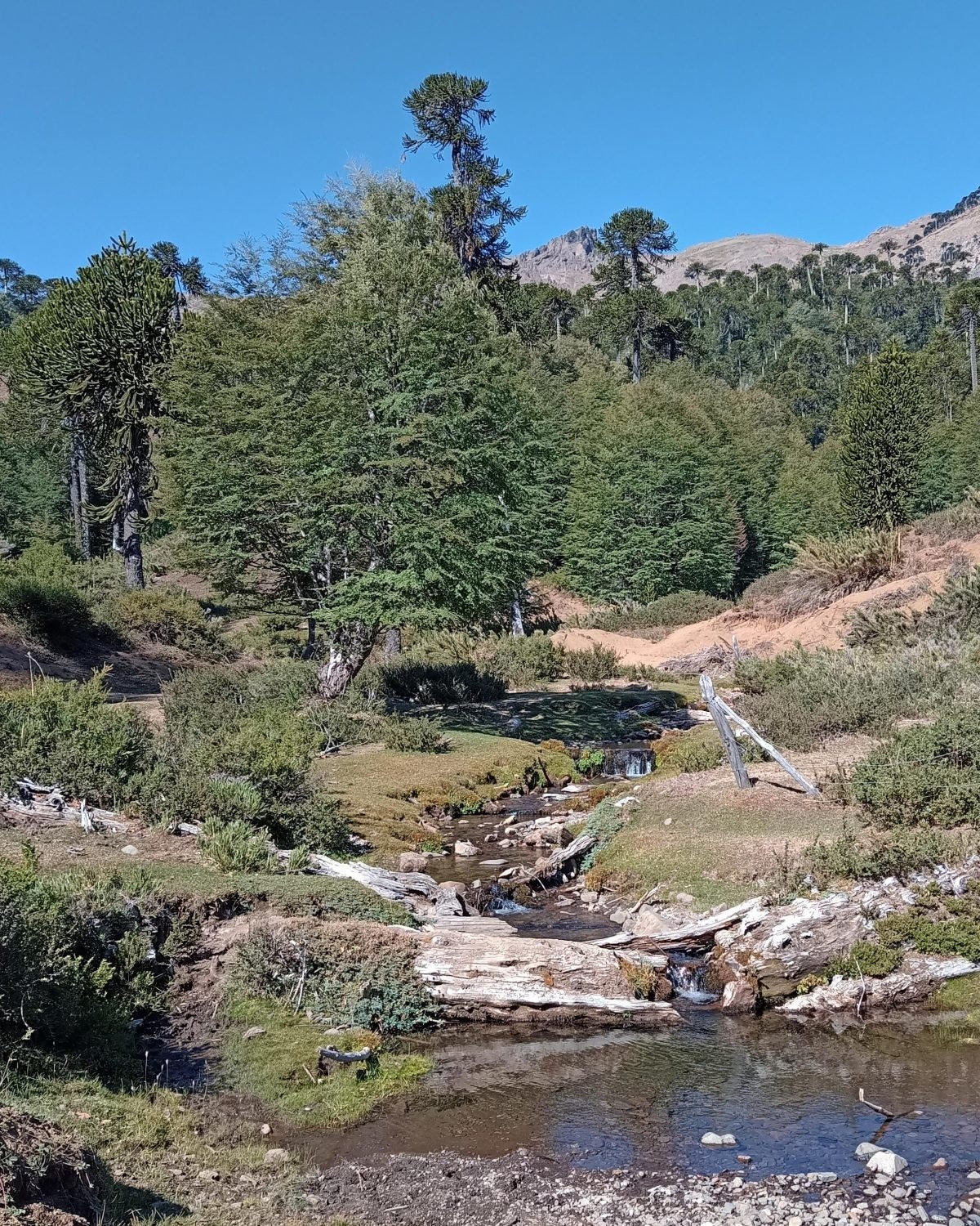 Vào năm 2023 - 2024, nhóm của chuyên gia Claudio đã tổ chức một cuộc thám hiểm theo lộ trình mới được tái dựng. Tại lưu vực sông Lolco và Portales, họ bất ngờ tìm thấy 2 quần thể A. vittatus, xác nhận sự tồn tại của loài sau hơn 100 năm mà không có bất kỳ ghi chép nào. Ảnh: Edvin Riveros.