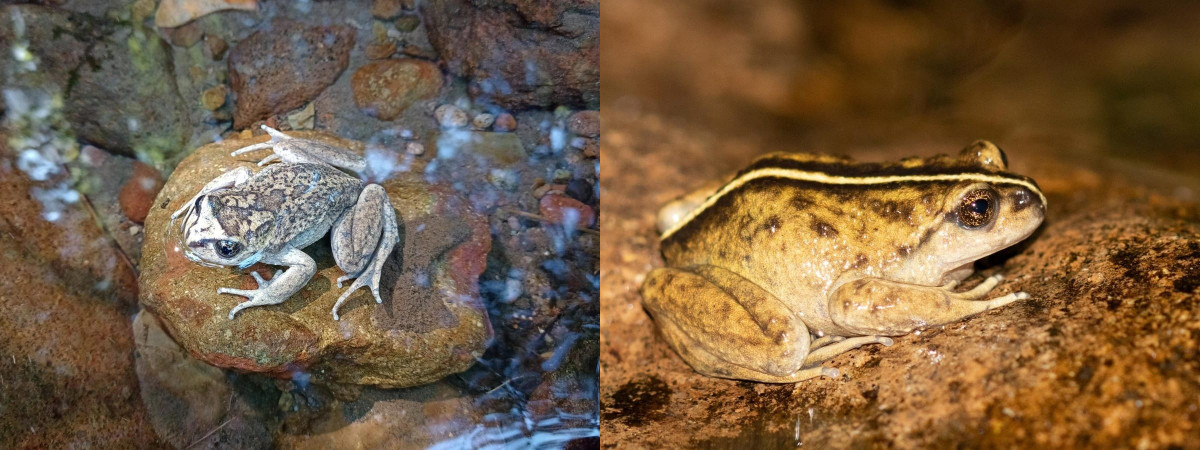 Nhằm làm sáng tỏ bí ẩn này, nhóm nghiên cứu của Tiến sĩ Claudio đã sử dụng các ấn phẩm, tài liệu lịch sử để tái tạo hành trình tìm thấy loài ếch ma của Philibert Germain. Ảnh: Edvin Riveros.