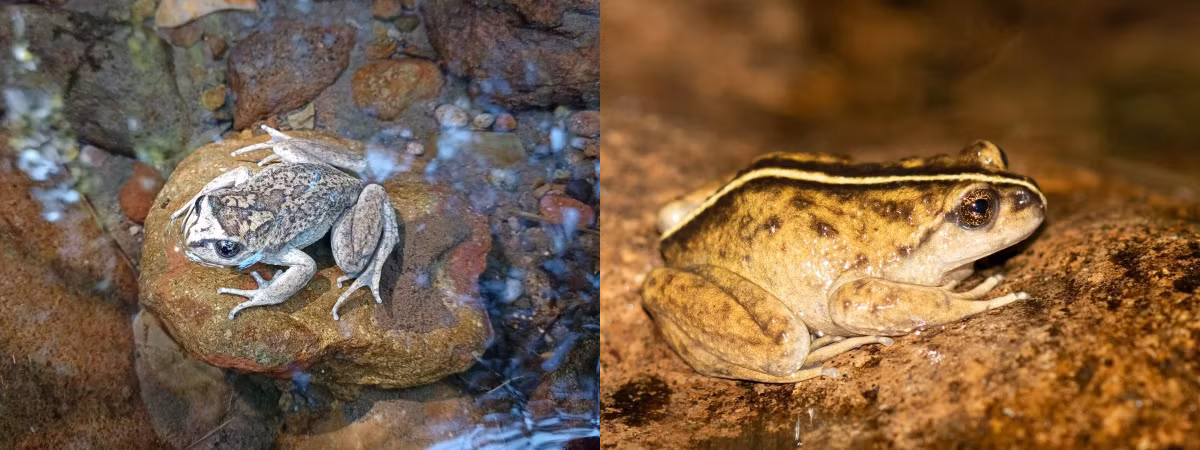 Nhằm làm sáng tỏ bí ẩn này, nhóm nghiên cứu của Tiến sĩ Claudio đã sử dụng các ấn phẩm, tài liệu lịch sử để tái tạo hành trình tìm thấy loài ếch ma của Philibert Germain. Ảnh: Edvin Riveros.