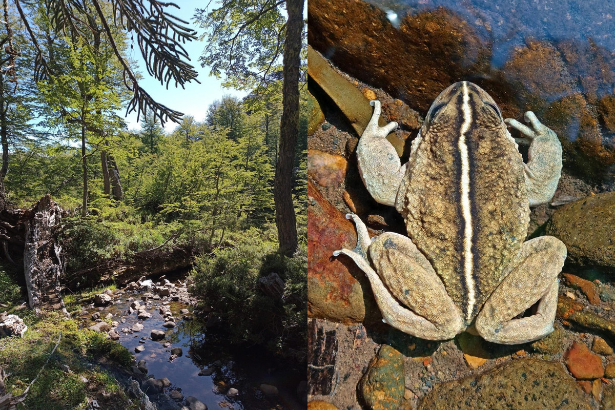 Việc phát hiện nơi chúng sinh sống và cách sinh tồn là bước đầu tiên để bảo vệ những loài có nguy cơ tuyệt chủng như ếch ma. Ảnh: Edvin Riveros.