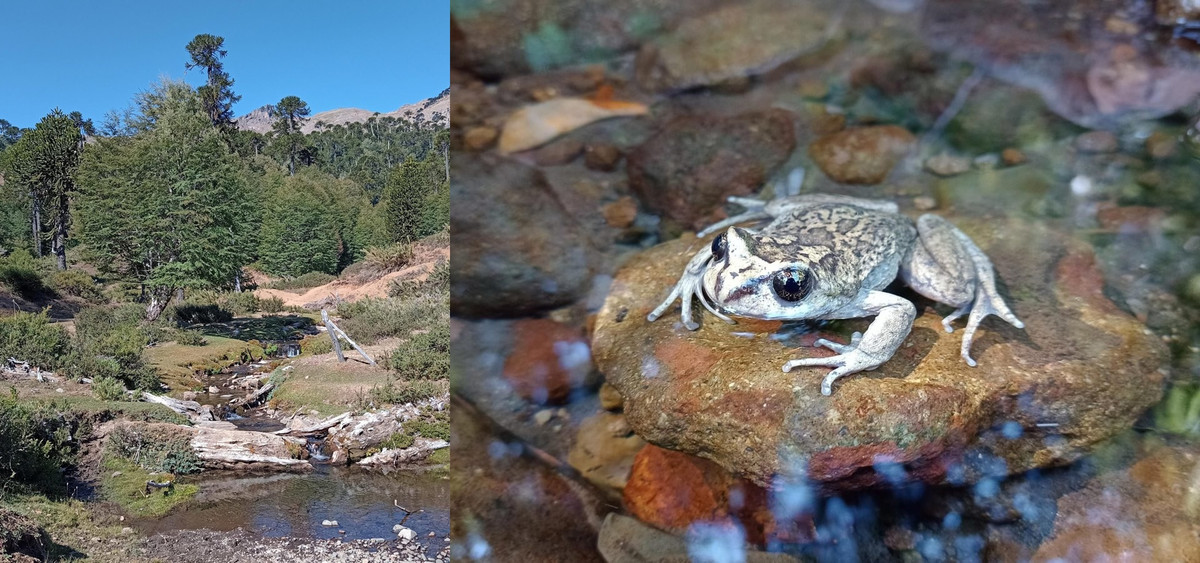 Từ năm 1995 - 2002, một số nhà nghiên cứu cố gắng tìm kiếm ếch ma tại khu vực Pemehue, Chile nhưng không thu được kết quả khả quan nào. Ảnh: Edvin Riveros.