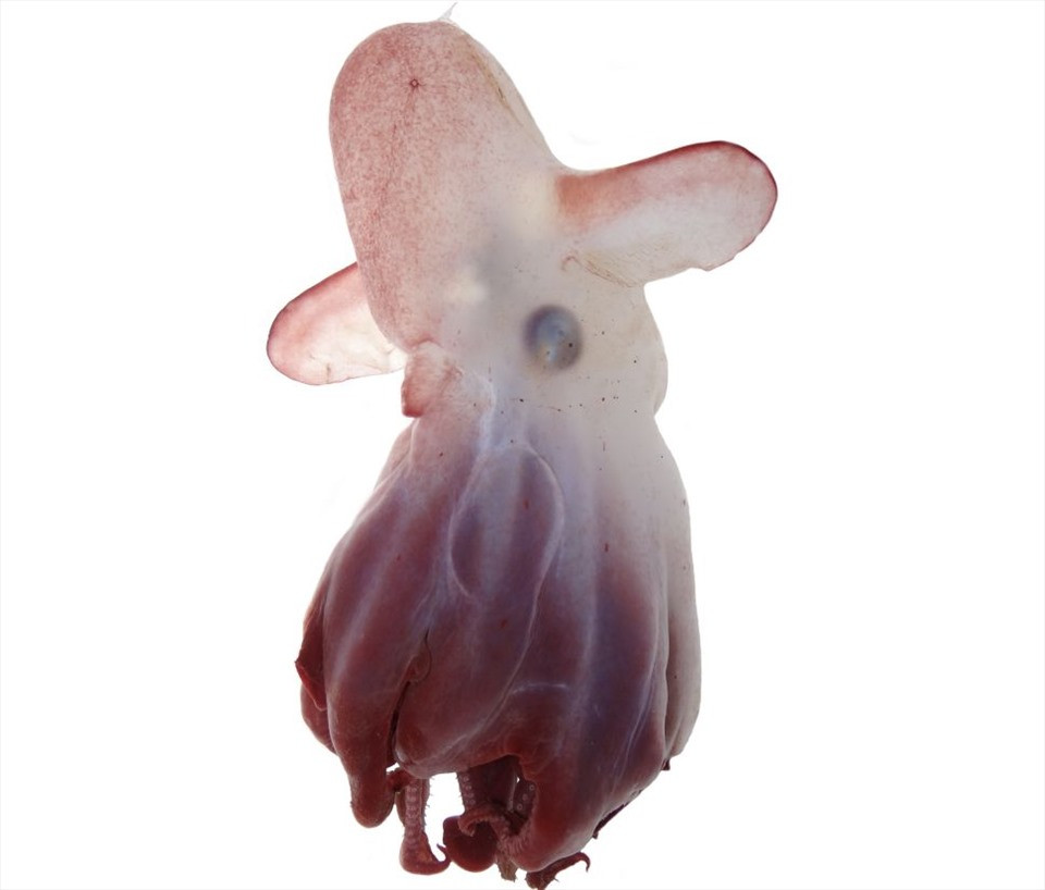 Loài bạch tuộc Emperor Dumbo (Grimpoteuthis imperator) có hình dáng khá dễ thương. Đây là loài bạch tuộc Dumbo được phát hiện tại quần đảo Aleutian ở biển Bering vào tháng 5/2021. Ảnh: creative commons.