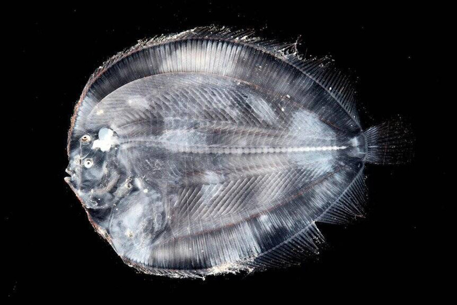 Một con cá dẹt thuộc bộ Cá bơn (Pleuronectiformes) nổi bật với 2 mắt ở một bên. Điều này cho phép sinh vật này nằm ngụy trang tài tình dưới đáy biển. Ảnh: Bảo tàng Victoria.