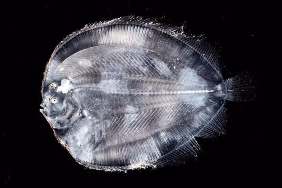 Một con cá dẹt thuộc bộ Cá bơn (Pleuronectiformes) nổi bật với 2 mắt ở một bên. Điều này cho phép sinh vật này nằm ngụy trang tài tình dưới đáy biển. Ảnh: Bảo tàng Victoria.