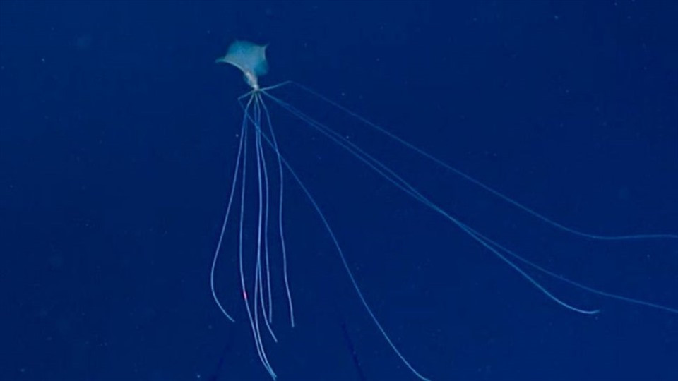 Một con mực vây lớn quý hiếm (thuộc chi Mangapinna) được phát hiện ở Vịnh Mexico. Nó có cơ thể kỳ lạ với những chiếc vây khổng lồ, óng ánh và những chiếc xúc tu có phần uốn cong như khuỷu tay. Ảnh: NOAA Ocean Exploration.