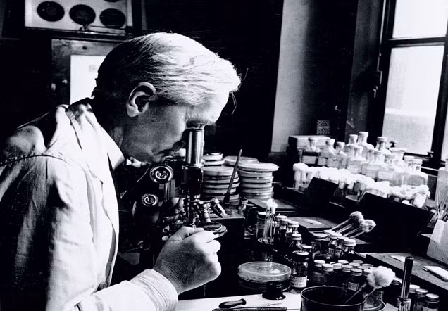 Penicillin được xem là một trong những phát minh tình cờ mà vĩ đại trong thế kỷ 20. Theo các ghi chép, vào năm 1928, nhà vi khuẩn học Scotland Alexander Fleming đã quên dọn dẹp nơi làm việc trước khi đi nghỉ. Ảnh: Daily Herald Archive/National Media Museum / Science &amp; Society Picture Library.