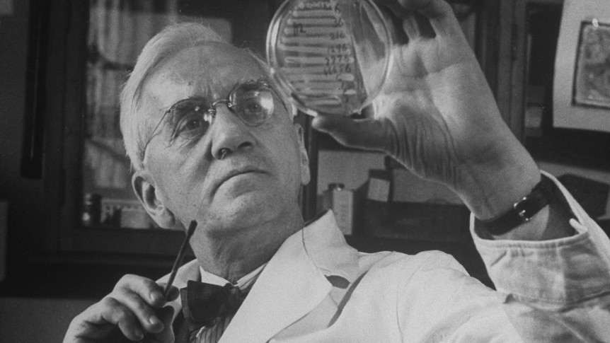 Khi trở về, ông Fleming kinh ngạc phát hiện nấm mốc "lạ" trên một số mẻ cấy vi khuẩn. Khi kiểm tra kỹ hơn, ông nhận thấy chất trong nấm mốc có thể ngăn chặn một số vi khuẩn nguy hiểm nhất, không cho chúng phát triển. Ảnh: Alfred Eisenstaedt/Pix Inc/The LIFE Picture Collection/Getty Images.