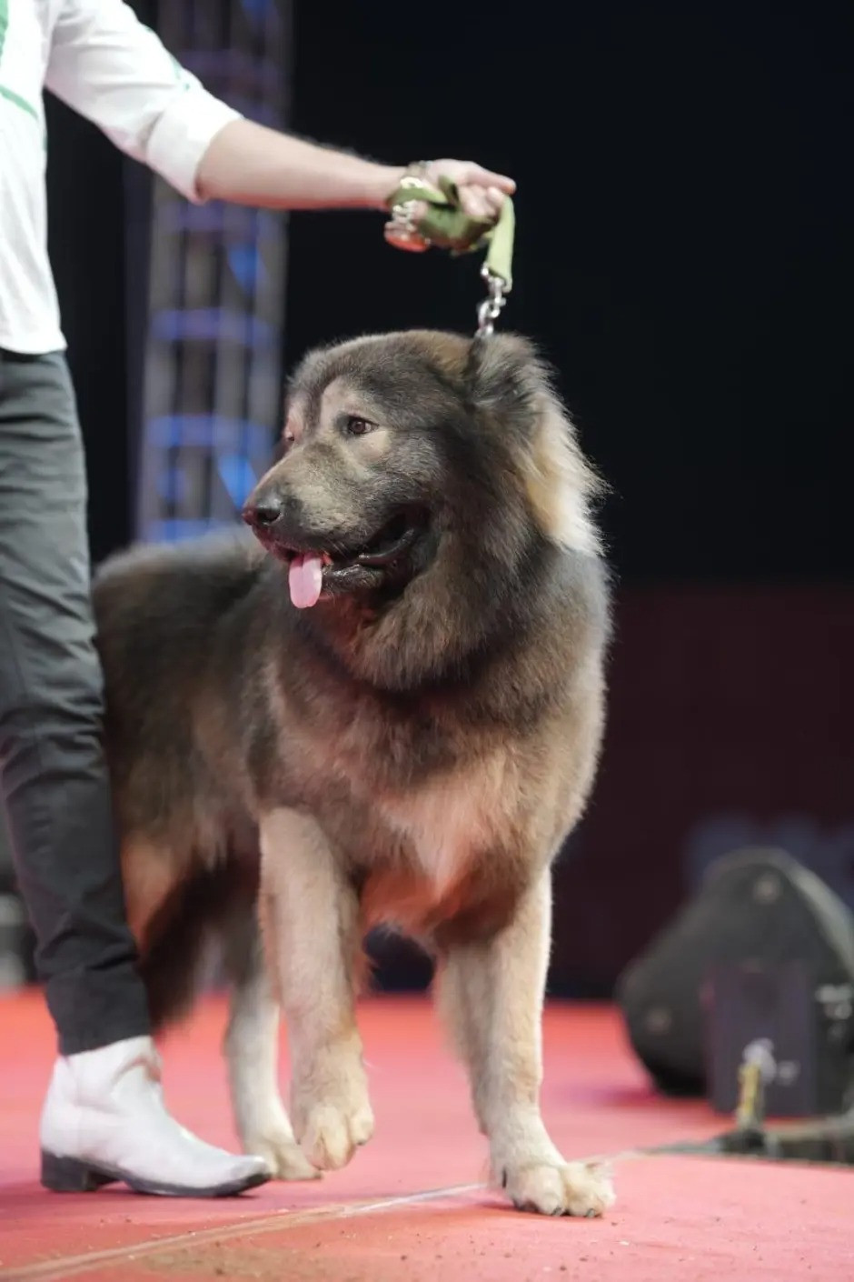 "Con chó này được nuôi ở Mỹ và rất đặc biệt. Tôi chi ra số tiền lớn để mua vì thích chó, muốn sở hữu những chú chó độc đáo và giới thiệu giống chó này tại Ấn Độ", ông Sathis chia sẻ. Ảnh: YouTube @ Tv9 Kannada.