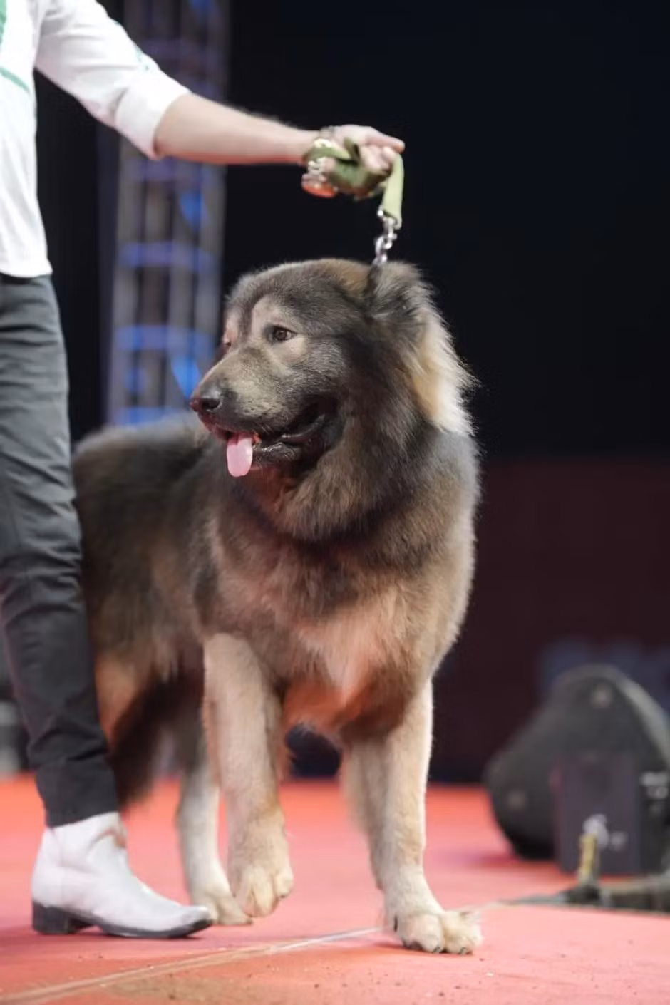 "Con chó này được nuôi ở Mỹ và rất đặc biệt. Tôi chi ra số tiền lớn để mua vì thích chó, muốn sở hữu những chú chó độc đáo và giới thiệu giống chó này tại Ấn Độ", ông Sathis chia sẻ. Ảnh: YouTube @ Tv9 Kannada.