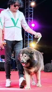 Ông Sathis chia sẻ thêm rằng, bản thân và chú chó Okami còn được chú ý hơn cả các diễn viên nổi tiếng tại một buổi chiếu phim. Người hâm mộ đều mong muốn chụp ảnh cùng nó. Ảnh: YouTube @ Tv9 Kannada.