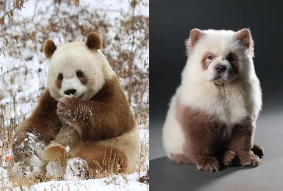 Theo hãng tin địa phương DNA India, ông Sathis bắt đầu nuôi chó vào năm 1990 và thành lập công ty riêng chuyên nuôi, nhập khẩu chó cũng như tổ chức các cuộc thi dành cho chó. Ảnh: Instagram.