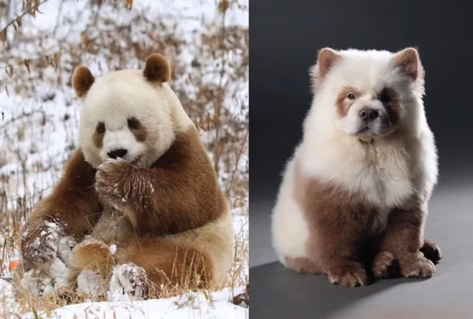 Theo hãng tin địa phương DNA India, ông Sathis bắt đầu nuôi chó vào năm 1990 và thành lập công ty riêng chuyên nuôi, nhập khẩu chó cũng như tổ chức các cuộc thi dành cho chó. Ảnh: Instagram.