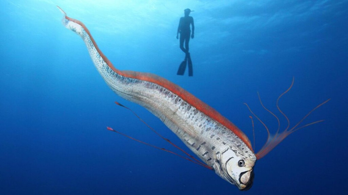 Năm 2011, người dân Nhật Bản ghi nhận 20 con cá mái chèo dạt vào bờ biển trong những tháng trước trận động đất mạnh 9,0 độ richter xảy ra tại nước này. Sau khi chúng dạt vào bờ, thảm họa động đất - sóng thần xảy ra vào ngày 11/3 đã khiến hơn 15.000 người ở Nhật Bản thiệt mạng. Ảnh: OarfishCouncil/X.