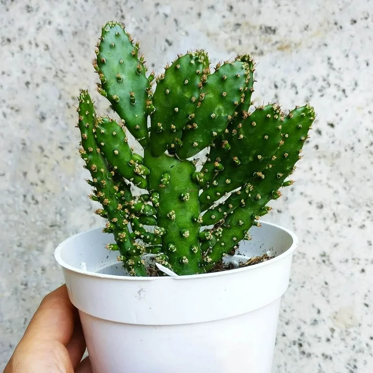 Nó có nghĩa là thu hút sự giàu có và mang lại sự giàu có. Đặt nó trong nhà giống như thêm một màu hy vọng, hàm ý cuộc sống và sự nghiệp có thể khởi sắc. Ảnh: Theo Pinterest