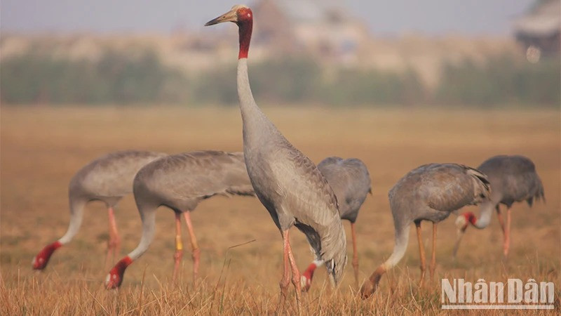 Sếu đầu đỏ là loài chim quý hiếm, nằm trong Sách đỏ, có nguy cơ tuyệt chủng. Ảnh: Nhân dân.