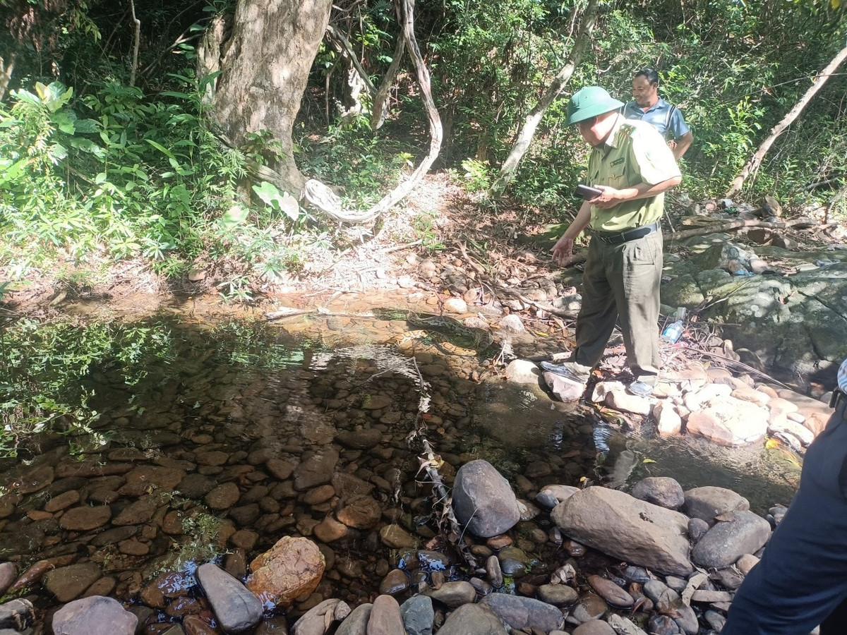 Con trăn trên được người dân phát hiện khi đang nuốt một con dê có trọng lượng khoảng 10 kg tại khu rừng sản xuất thuộc thôn Phan Xá Phường (xã Cam Thành, huyện Cam Lộ). Ảnh: Đại đoàn kết.