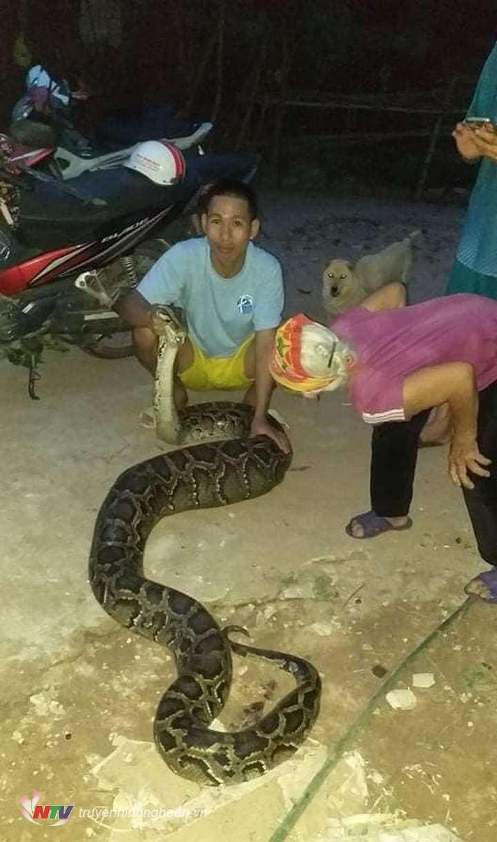 Ngày 16/7/2021, chính quyền xã Nghi Yên, huyện Nghi Lộc, tỉnh Nghệ An thông tin về việc một người dân tại xóm 10 bắt được một con trăn nặng gần 40 kg ngay trong vườn nhà. Ảnh: Đài Phát thanh và Truyền hình Nghệ An.