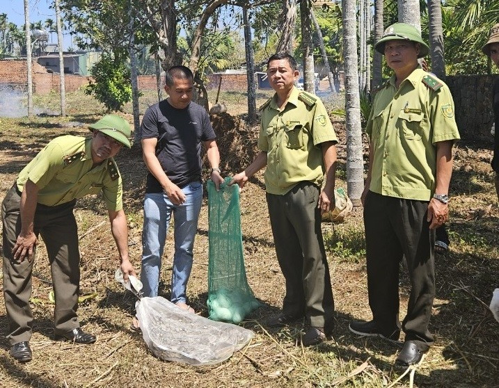 Tối ngày 24/2/2024, một lãnh đạo UBND xã Quảng Tiến (huyện Cư Mgar, tỉnh Đắk Lắk) cho biết người dân địa phương đã phát hiện một con trăn đất dài khoảng 4m, nặng khoảng 15 - 20 kg và ổ trứng trong lúc làm vườn. Ảnh: Người đưa tin.