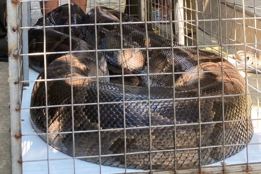 Trước đó, vào ngày 2/4/2024, Hạt Kiểm lâm thành phố Huế, tỉnh Thừa Thiên Huế, thông tin về việc đơn vị đã tiếp nhận một con trăn đất do người dân trên địa bàn tự giác giao nộp để thả về tự nhiên. Cá thể trăn đất này có trọng lượng 85 kg, dài 5,2m. Ảnh: Hạt Kiểm lâm thành phố Huế.