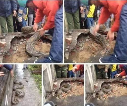 Tháng 1/2016, một số người dân ở thôn Trai Trang (thị trấn Yên Mỹ, huyện Yên Mỹ, tỉnh Hưng Yên) đã phát hiện một con trăn dài hơn 3m và nặng gần 40 kg ở một ngôi mộ. Sau khi đưa con trăn ra ngoài, họ thả nó về khu vực nghĩa trang. Ảnh cắt từ clip/Người lao động.