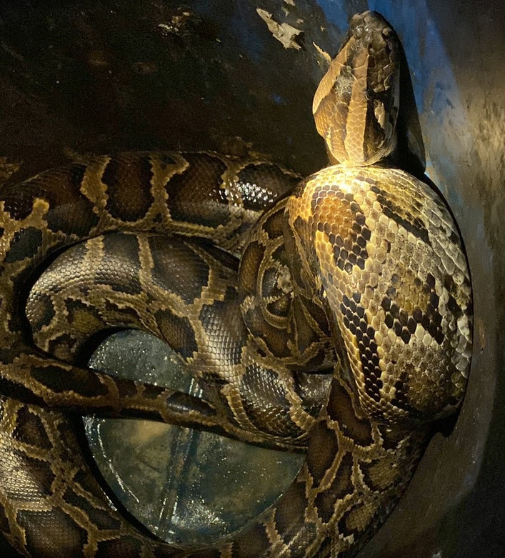 Tháng 1/2022, một gia đình ở phường Phú Thạnh, quận Tân Phú, TP Hồ Chí Minh phát hiện con trăn gấm “khủng” trong nhà nên đã thông báo cho chính quyền và lực lượng chức năng. Ảnh: Công an Nhân dân.