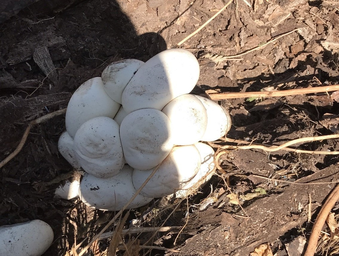 Sau khi nhận được tin báo, chính quyền xã Quảng Tiến đã phối hợp với người dân bàn giao con trăn trên cho Hạt kiểm lâm huyện Cư Mgar để chăm sóc, hoàn tất các thủ tục rồi thả về tự nhiên. Ảnh: Người đưa tin.