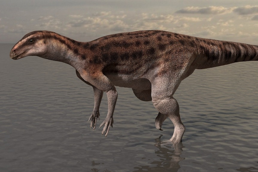 Tảng đá nằm đó suốt nhiều năm mà không được chú ý nhiều cho đến khi các nhà nghiên cứu bắt đầu hỏi thăm về khả năng tìm thấy hóa thạch khủng long trong khu vực. Ảnh: University of Queensland.