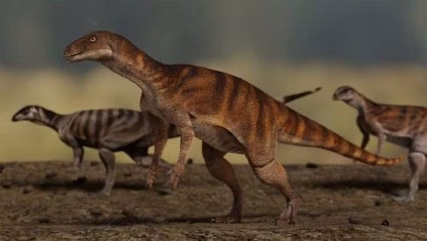 Tảng đá có những dấu chân khủng long khoảng 200 triệu tuổi trên gần như không được chú ý đến trong hơn 20 năm cho đến khi các viên chức tại ngôi trường nhờ nhà cổ sinh vật học Anthony Romilio thuộc Đại học Queensland kiểm tra một cụm dấu chân có 3 ngón. Ảnh: Handout/University of Queensland.