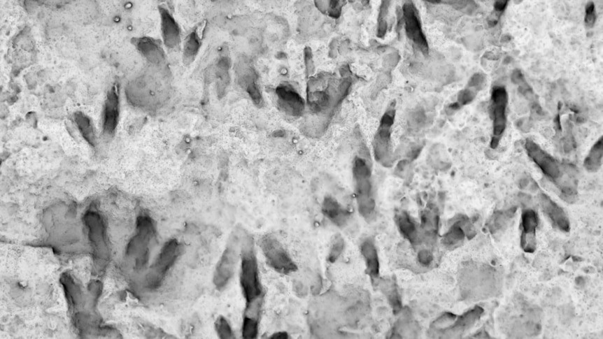 "Đây là hình ảnh chưa từng có về sự phong phú, chuyển động và hành vi của khủng long từ thời điểm chưa tìm thấy xương khủng long hóa thạch nào ở Australia. Những hóa thạch quan trọng như thế này có thể nằm im trong nhiều năm, ngay cả khi nhìn thấy rõ ràng. Thật khó tin khi nghĩ rằng một phần lịch sử phong phú như vậy lại nằm trong sân trường suốt nhiều năm", ông Romilio cho biết trong cuộc phỏng vấn. Ảnh: University of Queensland.