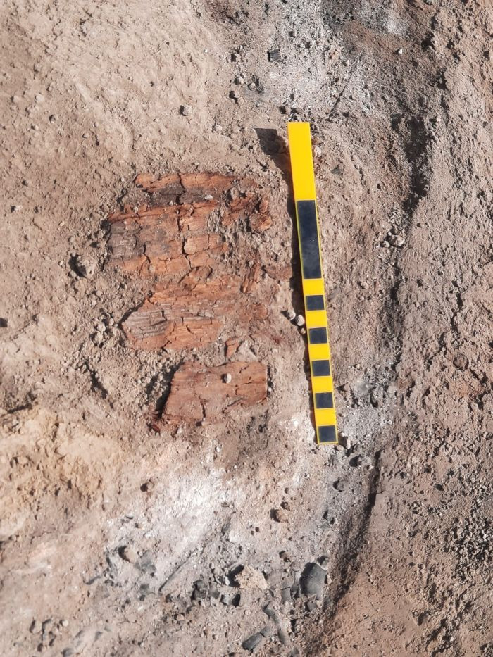 Nhóm nghiên cứu dẫn đầu bởi Tiến sĩ Bartlomiej Szymon Szmoniewski, từ Viện Khảo cổ và dân tộc học - Viện Hàn lâm khoa học Ba Lan, cho hay đó là hộp sọ của một con sói. Ảnh: B. S. Szmoniewski.