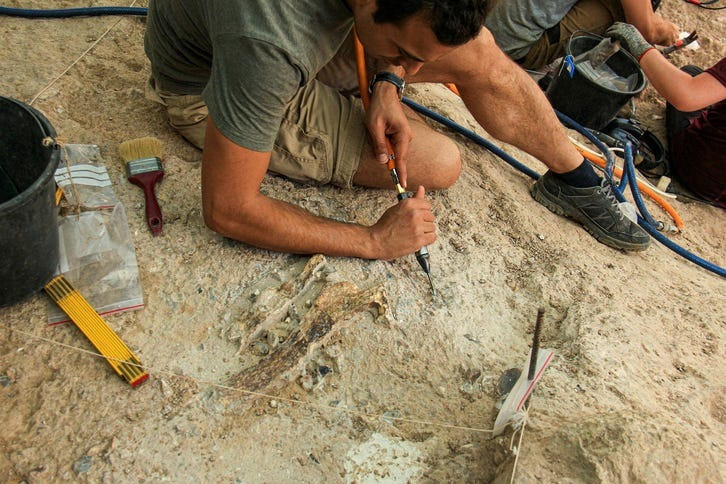 Nhóm chuyên gia cũng phát hiện các mảnh xương của các loài động vật lớn như một loài bò rừng đã tuyệt chủng, ngựa, hươu và linh dương Gazelle. Ảnh: Ariel David.