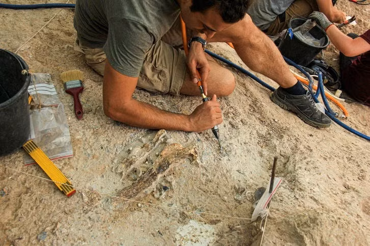 Nhóm chuyên gia cũng phát hiện các mảnh xương của các loài động vật lớn như một loài bò rừng đã tuyệt chủng, ngựa, hươu và linh dương Gazelle. Ảnh: Ariel David.