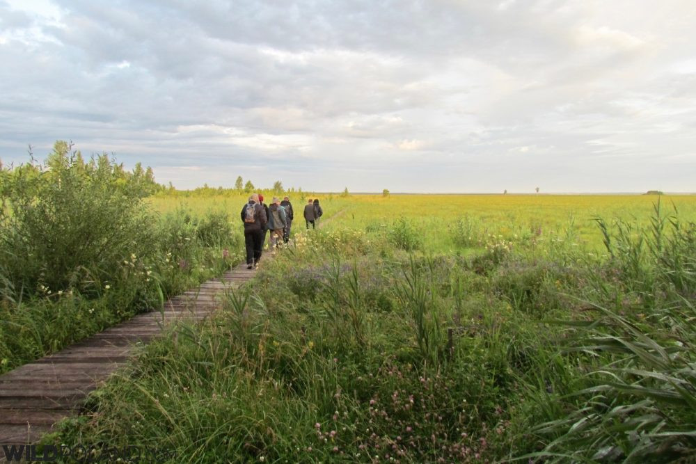 Tuy nhiên, một vài chuyên gia cho rằng, chiếc vòng cổ trên cũng có khả năng thuộc về người dân của nền văn hóa Kurgan. Ảnh: wildpoland.
